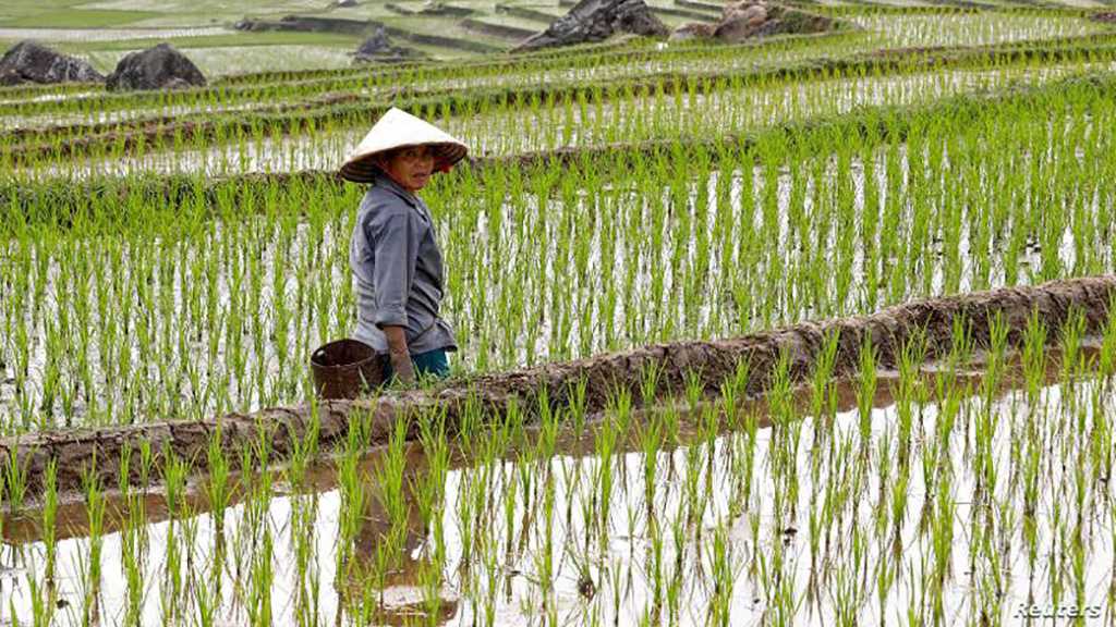 Vietnam Offers to Ensure Global Food Security