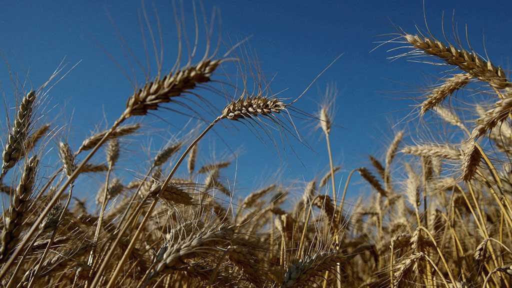 Egypt Cancels Contracts For 240,000 Tons of Stranded Ukrainian Wheat
