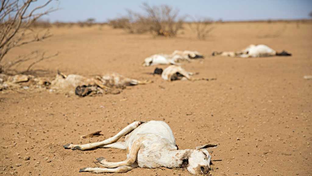 Millions in Somalia At Risk of Dying from Starvation, Drought