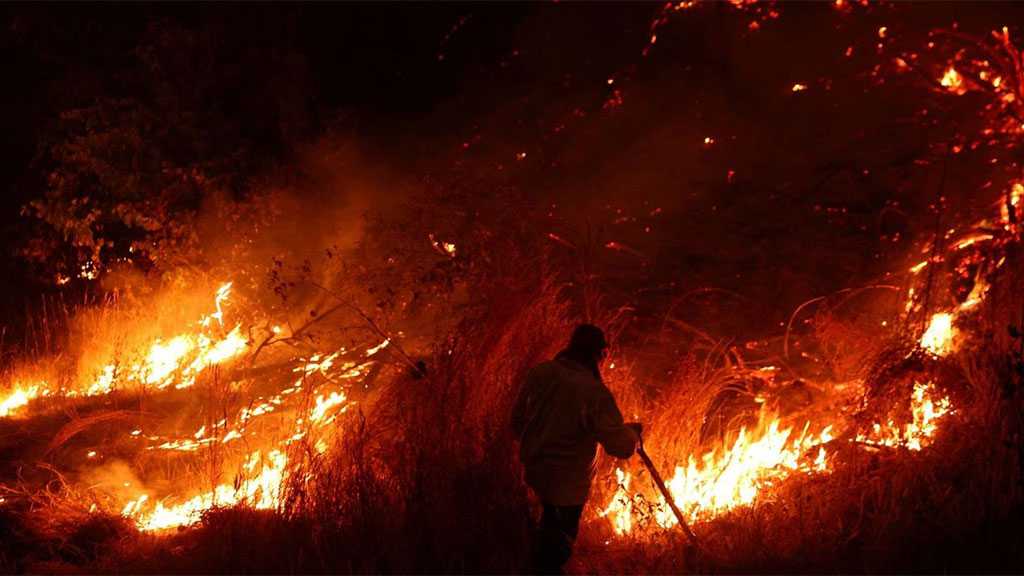 Chile Wildfires Destroy Hundreds of Homes, Endanger World’s Smallest Deer