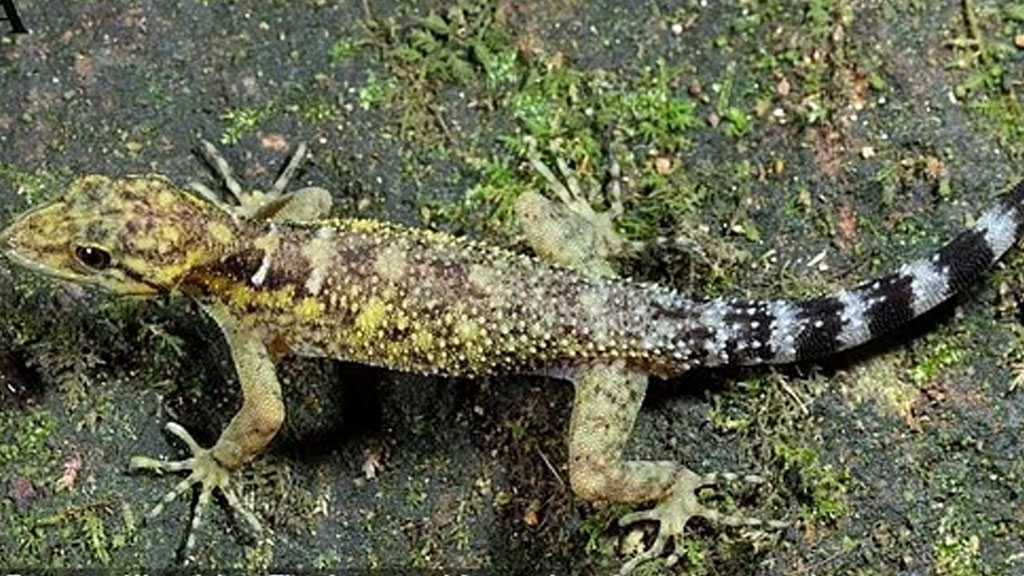 New High-Altitude Reptilian Creature Discovered in India’s Forest