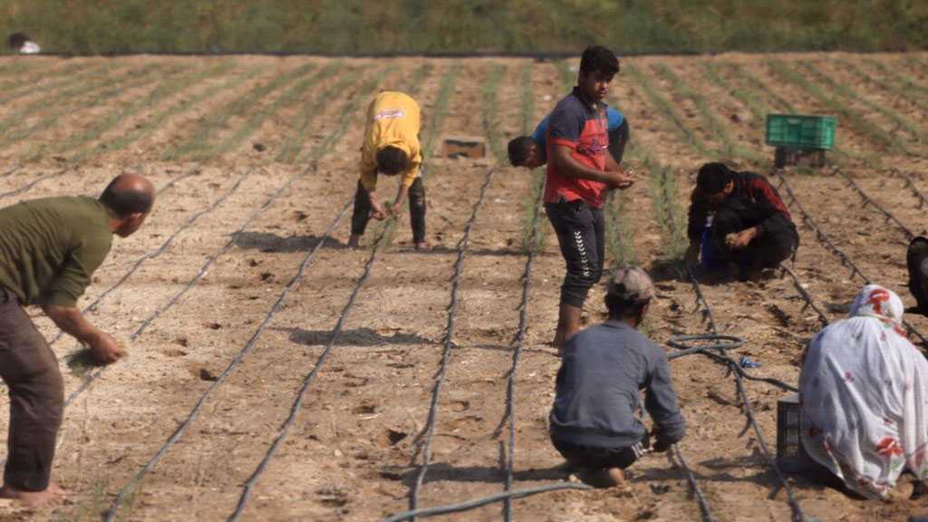 Euro-Med: “Israel” Destroyed 75% of Gaza’s Farmlands, Uses Starvation as Weapon