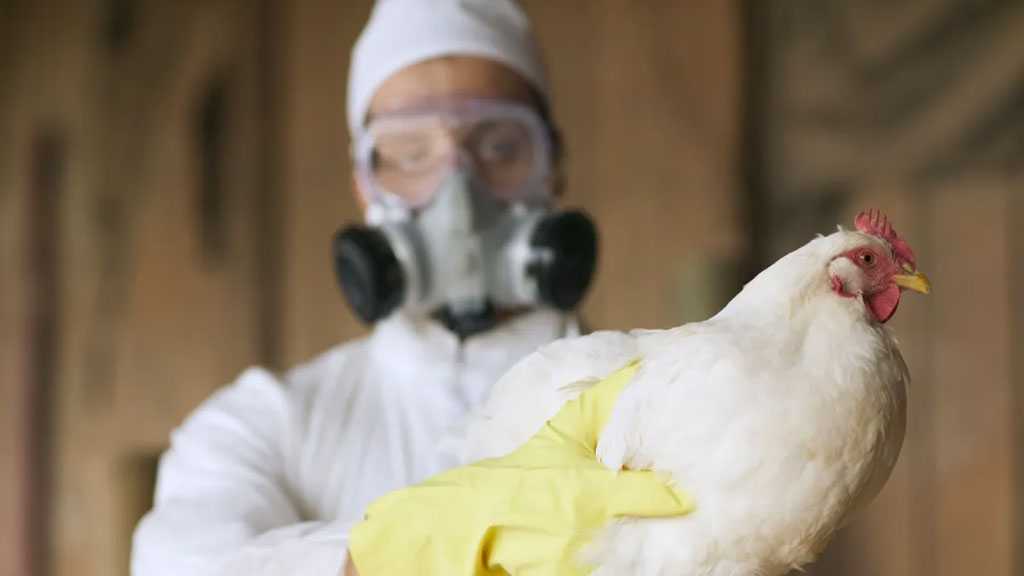 California Declares Emergency over H5N1 Virus Outbreak