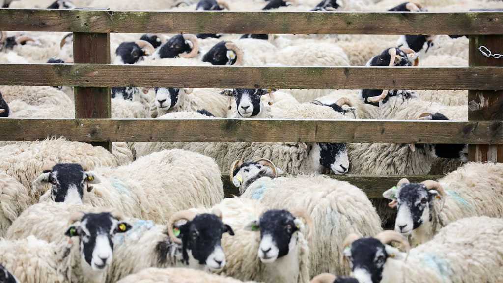 UK Detects First-Ever Bird Flu Case in Sheep Amid Growing Concerns